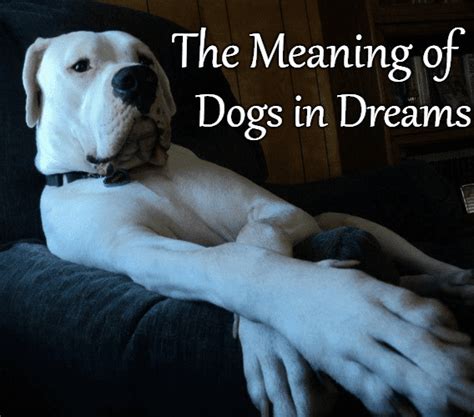 Dream about puppy dog. Different activities involving dogs in dreams have specific meanings, such as walking a dog representing success and accomplishment, playing with a friendly pup signifying joy and … 