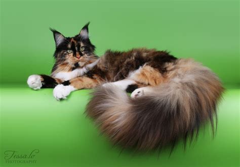 16) <strong>DreamCoon</strong> Maine Coon. . Dreamcoon