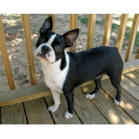 Dreampet kennel. Lytle’s Boston Terriers is a family run kennel located in Spartanburg, South Carolina. Our breeding program follows the guidelines of the American Kennel Club. We sell AKC-registered Boston Terrier puppies, and also provide … 