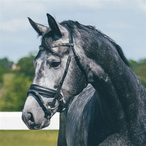 Dressage Horses for Sale in Nova Scotia - FREE Ads