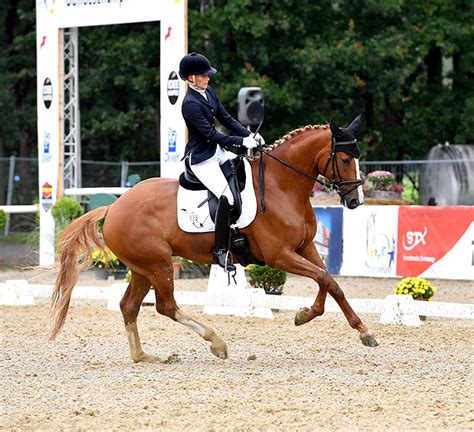 Dressage breeding at the 2024 Bundeschampionate