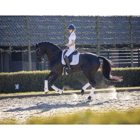 Dressage extensions. Things To Know About Dressage extensions. 