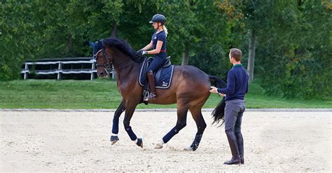 Dressurpferde aus Aubenhausen – Home of the Dressage Horse