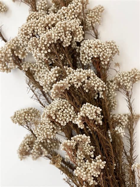 Dried Rice Flower - Etsy New Zealand