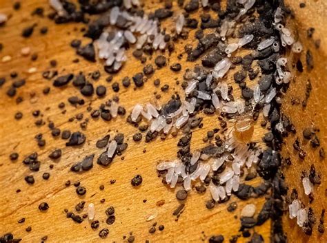 Dried bed bug eggs. Detection and Identification. Adult bed bugs are typically small, flattened, and oval-shaped, with a reddish-brown color. They are often compared to apple seeds in … 