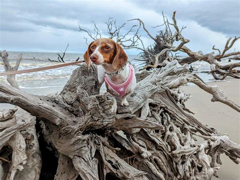 Driftwood Beach - BringFido