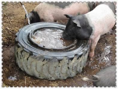 Drinking Dirty Water Pigs