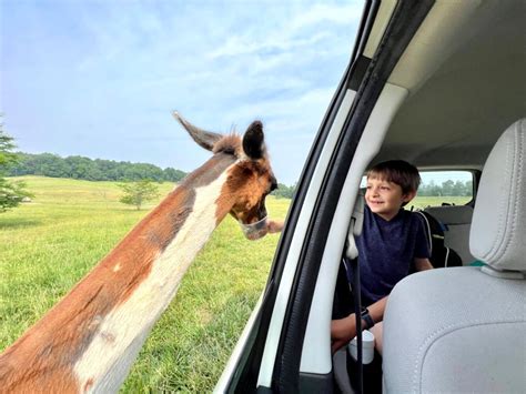 Drive-Thru Safari Wilstem