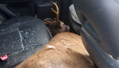 Driver says he hit a deer, police found a dead body in his car