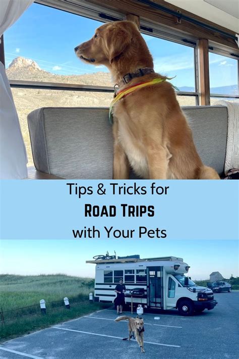 Driving Tips When Traveling With Dogs Pets