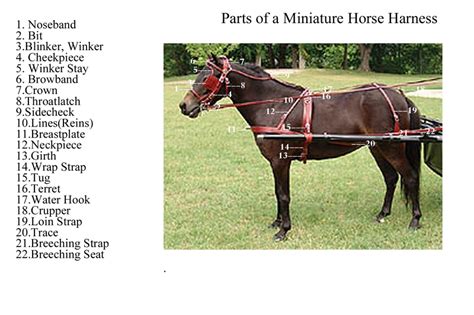 Driving a harness horse a step by step guide. - Jeep liberty limited edition service manual 2015.
