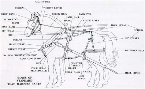 Driving the horse in harness a beginners manual. - Nuevos descubrimientos en el norte argentino.