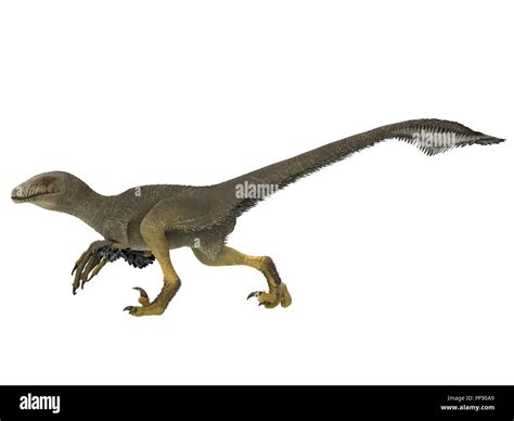 Dromaeosaurid
