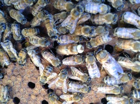 Drone Honeybees With White Eyes - Wildflower Meadows