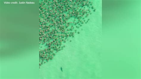 Drone shows jaw-dropping moment shark chases stingrays off Florida coast