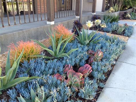 Drought Tolerant Plants - Los Angeles County, California