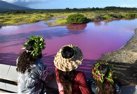 Drought eyed as cause after pond in Hawaii turns bright pink