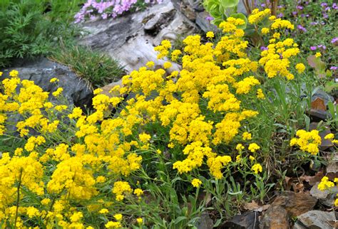  Growing conditions:Sun, dry, 15cm. A ground-hugging, super drought tolerant, evergreen groundcover with silvery-green foliage. Spreads quickly by runners. Attractive spring blooms that become fluffy seed heads. Host plant for painted lady butterflies. Great for erosion control in the driest of sites. . 