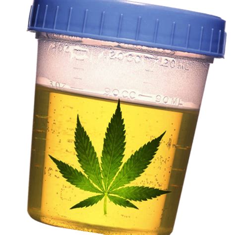 Drug Test Calculator Marijuana Pass Time Estimator App on Amazon