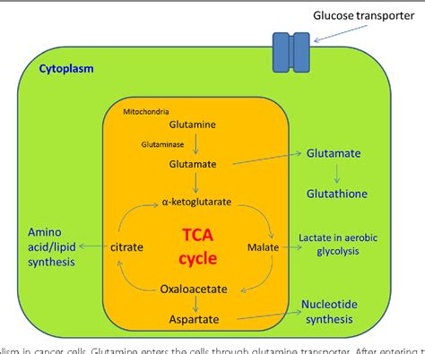 Drug-induced amino acid deprivation as strategy for cancer therapy