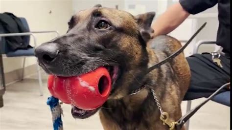 Drug-sniffing dog revived after choking on ball in Ohio