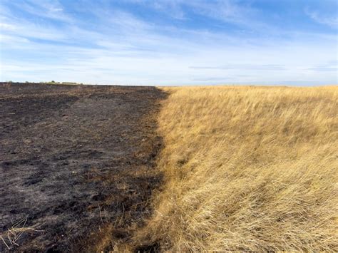 Dry grass a big fire hazard Deccan Herald