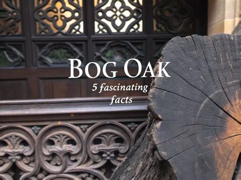 Drying bog oak.  Master the art of wood drying with our expert guide.  Learn e...