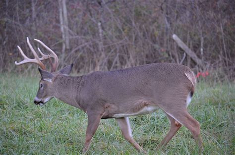 31 de ago. de 2018 ... ... Hunting » Ohio DNR: New action to monitor CWD in state's deer herd ... Tags: chronic wasting disease, CWD, Deer, Hunting, Ohio DNR, white-tailed .... 