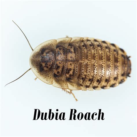 Dubiaroaches - Dubia roaches (n = 120) were isolated from the feeder roach colony. On day 0 of the efficacy study, these roaches were divided into groups of males and females (males n = 27 and females n = 93). Counting the roaches discussed in Section 2.1 , the total numbers in this study were based on using all of the roaches in the size class needed from the …
