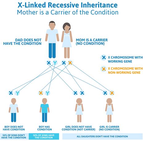 Duchenne muscular dystrophy inheritance