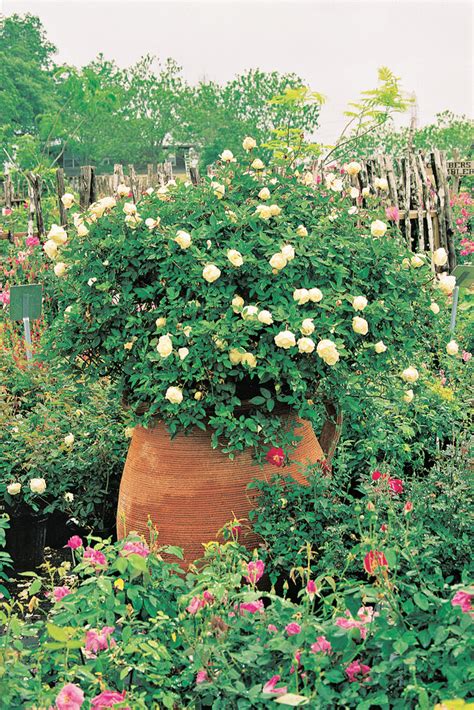 Ducher — Antique Rose Emporium