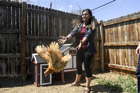 Duck, duck, no: Commerce City voters draw line on backyard animals at chickens and bees