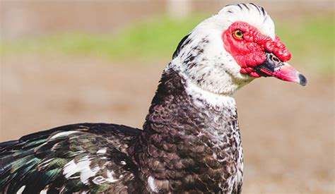 Duck Breeds Maple Leaf Farms