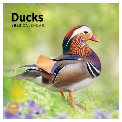 Duck Calendar
