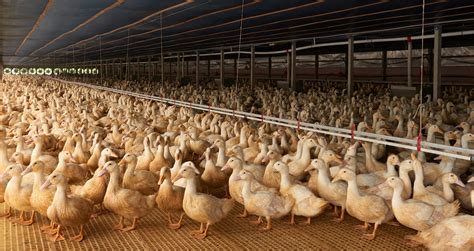 Duck Farming for Meat, Eggs & Feathers Veganuary