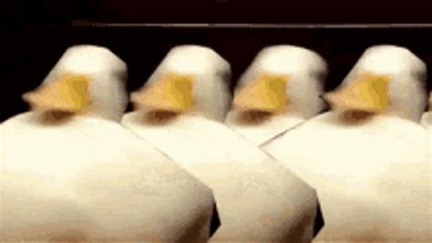 Duck Shaking Head GIFs Tenor