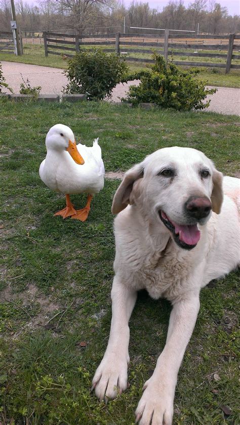 Duck and dog. A sincere welcome to Handsome Nature. We release daily videos for pets and people to watch, listen and enjoy. If you feel compelled and like what we do, sub... 