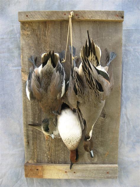 Premium Bird Taxidermy Duck Mounts by Birdman Studios Choose the Species you want to view Mallard Flying Wall Mount Pintail Mounts Canvasback Mounts Wood Duck Mounts Wigeon Mounts Green-winged Teal Mounts Blue Winged Teal Mounts Cinnamon Teal Mounts Black Duck Mounts Mottled Duck Mounts Gadwall Mounts Shoveler Mounts Goldeneye Mounts Redhead Mounts. 
