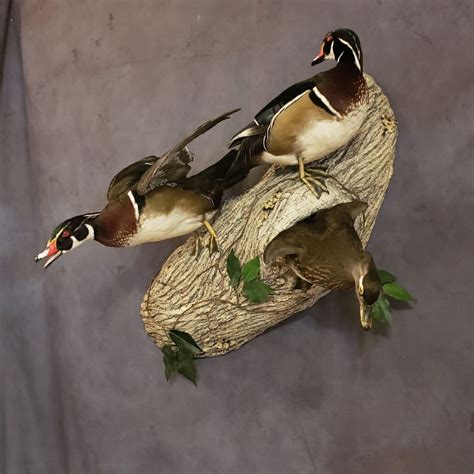Apr 29, 2023 ... This is a video I thought about making because not many are out there on eye rings for wood ducks. If you don't want to make them then this ...