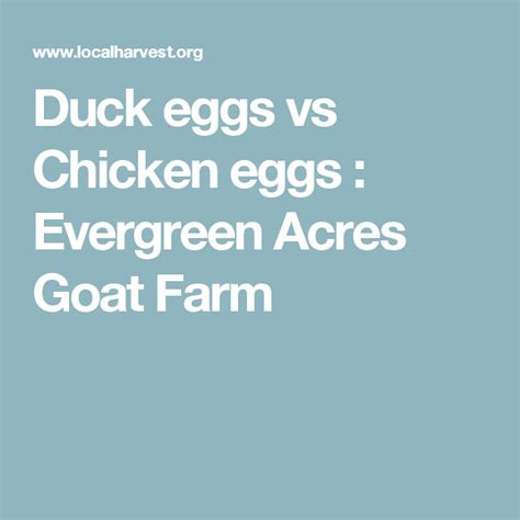 Duck eggs vs Chicken eggs : Evergreen Acres Goat Farm - LocalHarvest