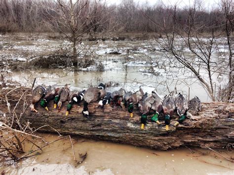 Conclusion – Why Arkansas Duck Hunting is an Unforgettable Exp