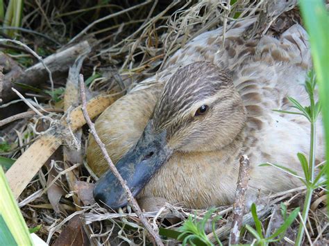 Duck nest. Things To Know About Duck nest. 