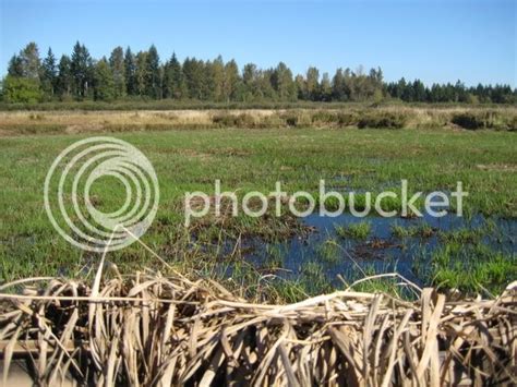 Duck pond lease? RetrieverTraining.Net - the RTF