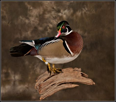Duck taxidermy. Things To Know About Duck taxidermy. 