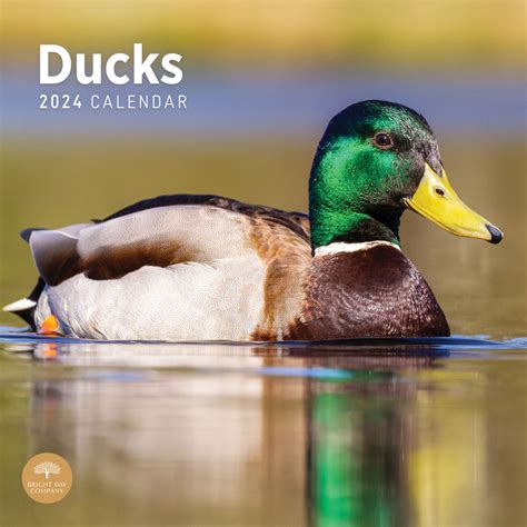 Ducks Calendar Org