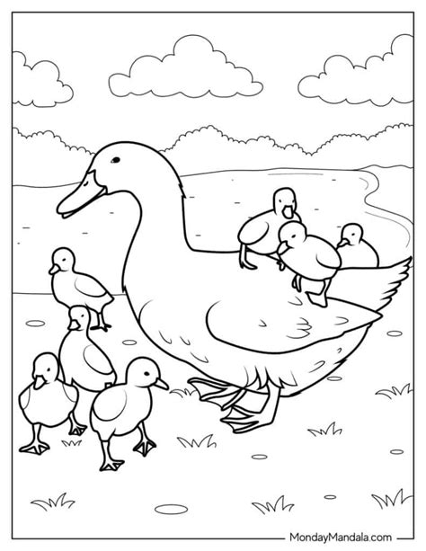 Ducks Coloring