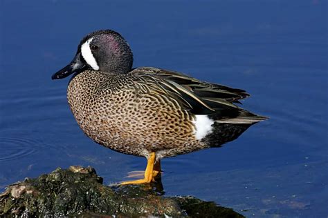 Ducks for Sale in Pennsylvania - Birds Now