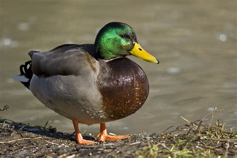 Ducl - Duck is the common name for numerous species of waterfowl in the family Anatidae. Ducks are generally smaller and shorter-necked than swans and geese, which are members of the same family.