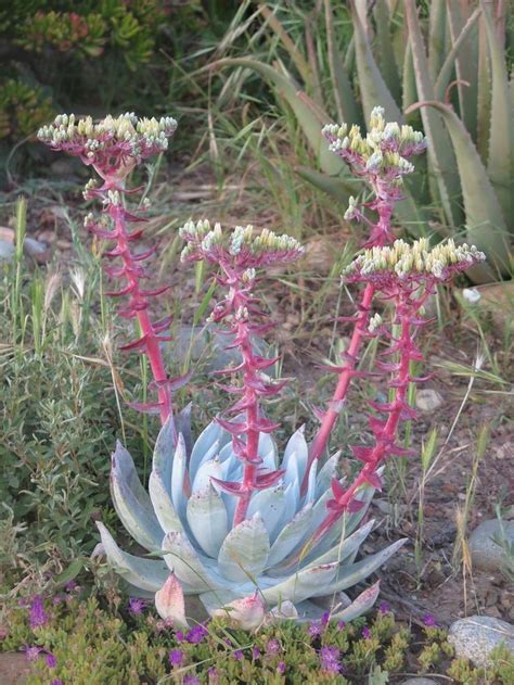 Dudleya brittonii succulent Plants, Drought tolerant garden