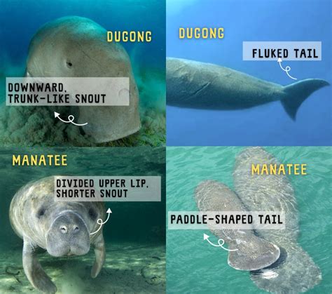 Dugong vs manatee. Dugong vs Manatee: Threats. The dugong and the manatee are both under threat from human encroachment on critical habitats, pollution, and climate change. Young dugongs and manatees are threatened by predators such as crocodiles. Manatees and dugongs are sluggish-moving animals. This is due to coastal development and ship collisions, which ... 